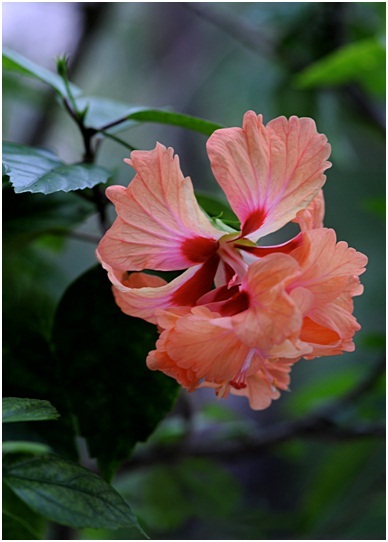Hibiscus_1_03.jpg